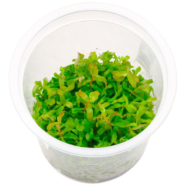 ADA TISSUE CULTURE ROTALA ROTUNDIFOLIA GREEN IC011