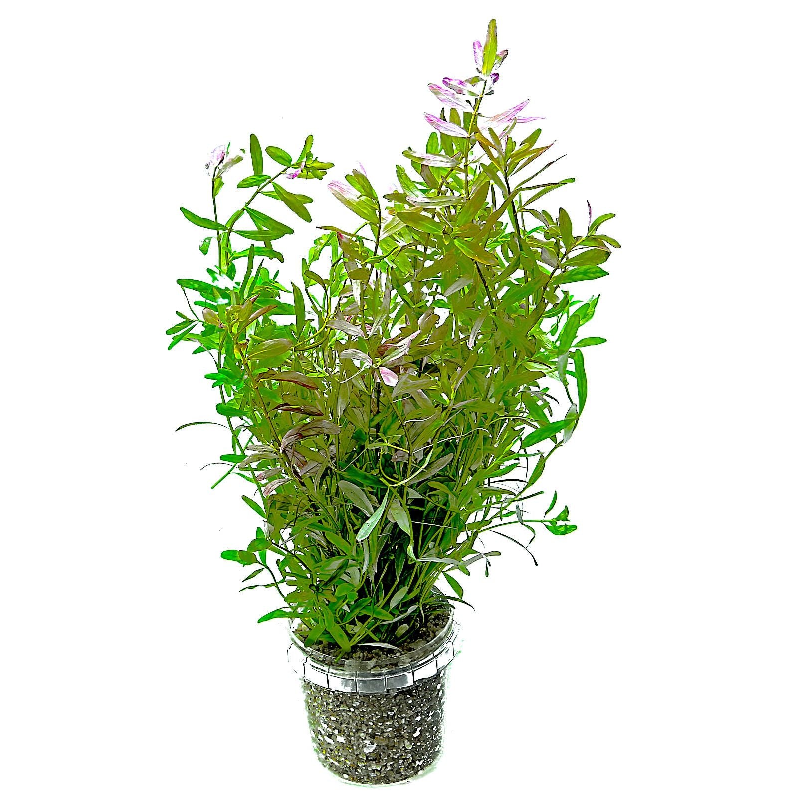Epic Aquatics Rotala Ceylon