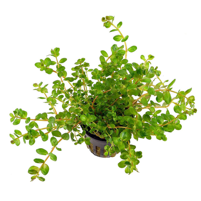 Epic Aquatics Rotala rotundifolia