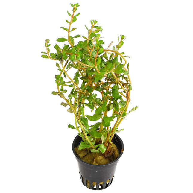 Epic Aquatics Rotala h'ra