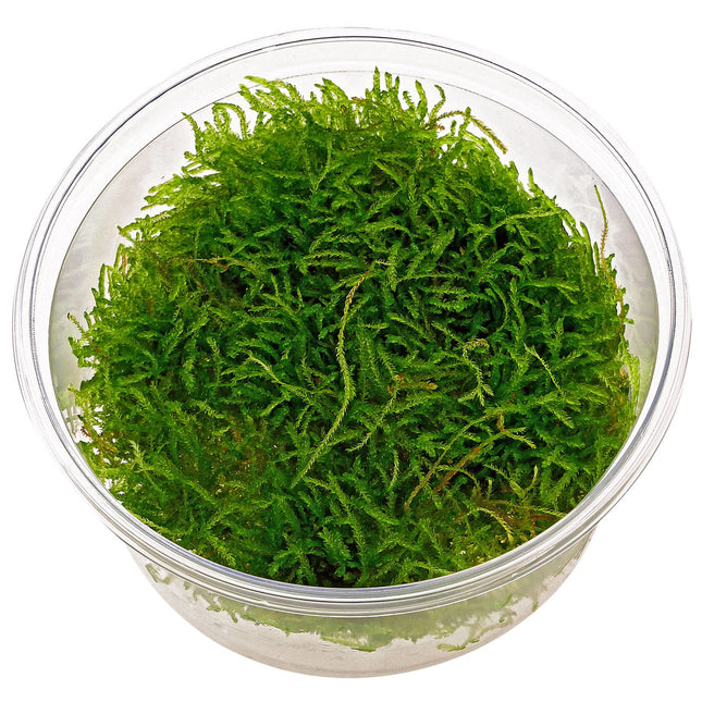 ADA Tissue Culture Taxiphyllum barbieri IC812