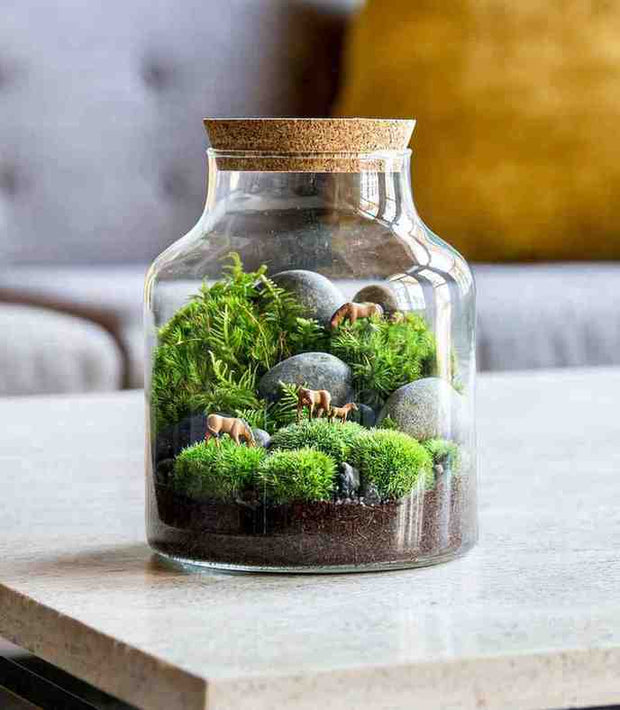 Banner image for: <h1>Build Your Dream Terrarium</h1>