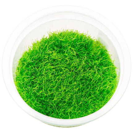 ADA TISSUE CULTURE - UTRICULARIA GRAMINIFOLIA IC205