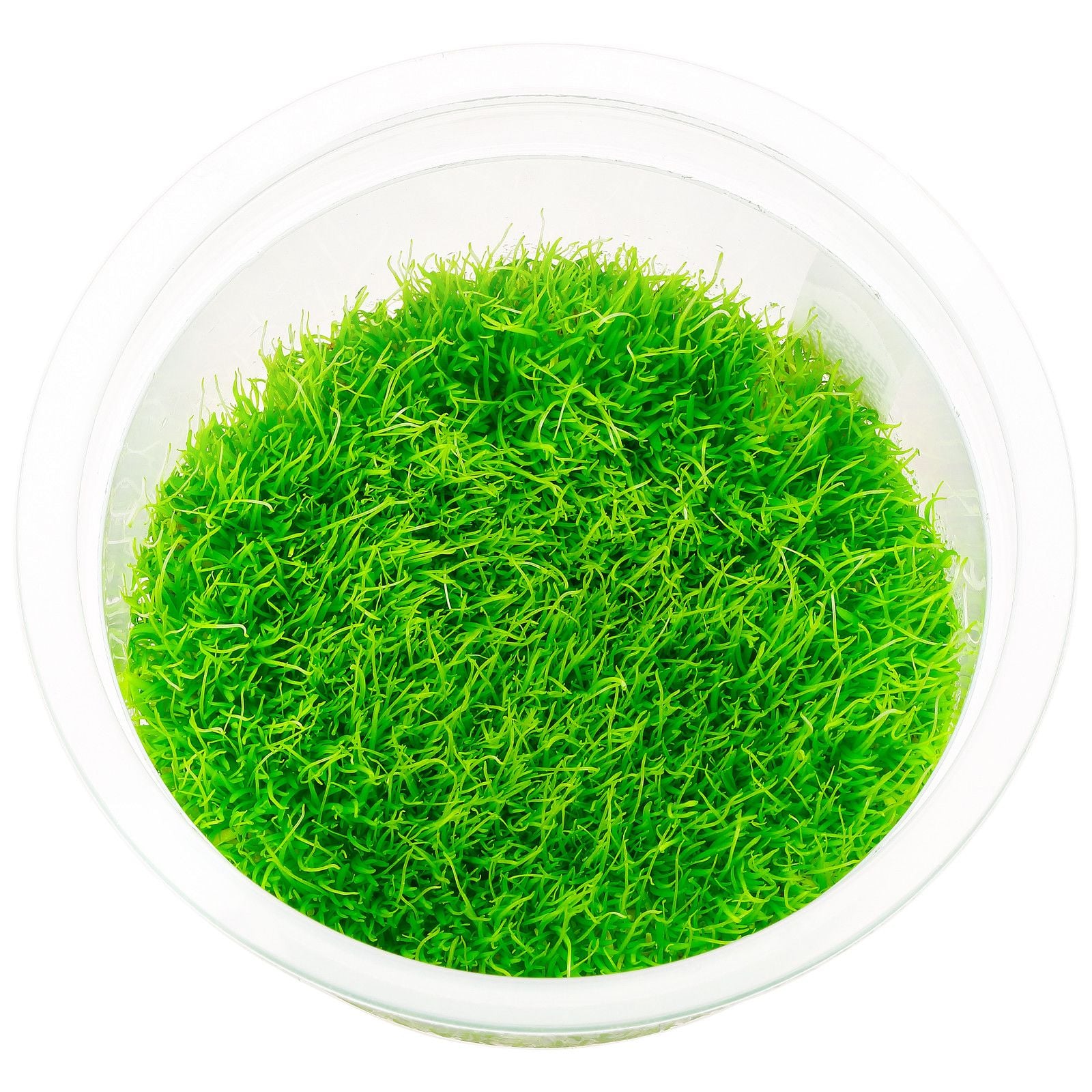 ADA TISSUE CULTURE - UTRICULARIA GRAMINIFOLIA IC205