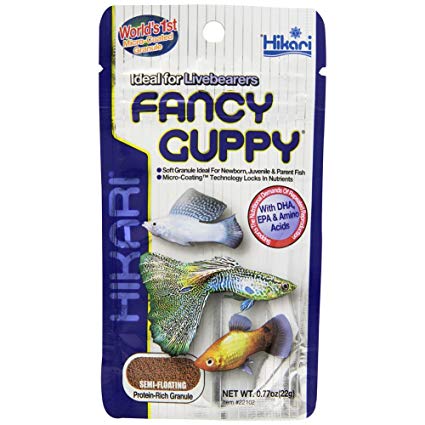 Fancy Guppy