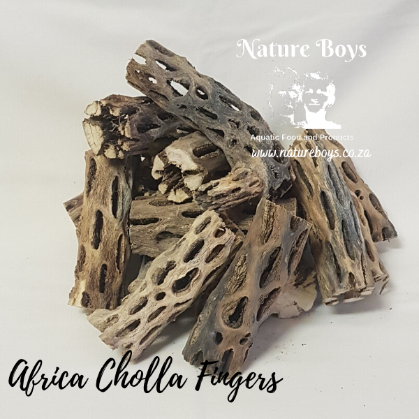 Nature Boys African Cholla Fingers