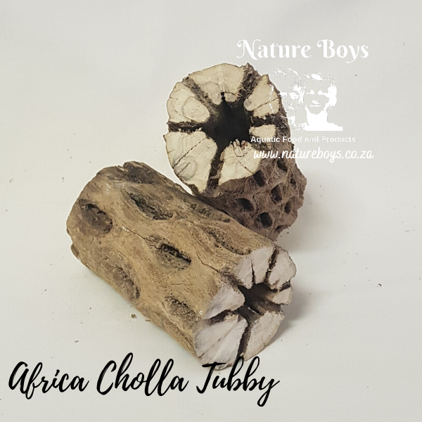 Nature Boys Afri Cholla 'Tubby'