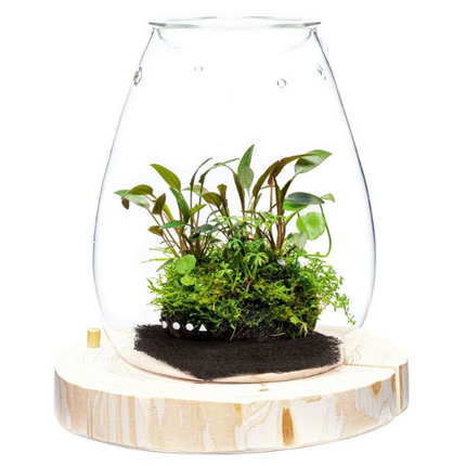 DOOA Glass Pot SHIZUKU