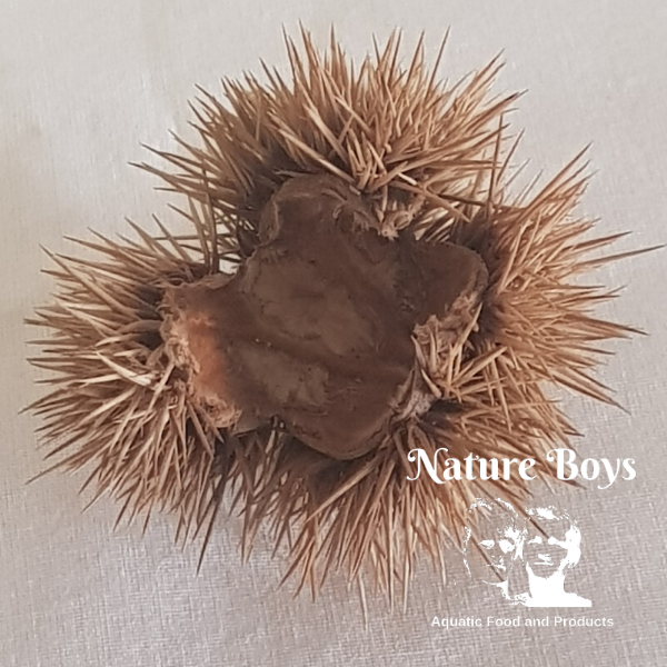 Nature Boys Husks
